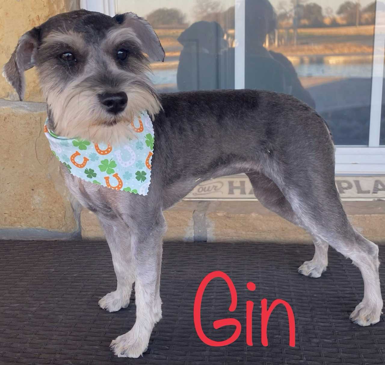 Gin